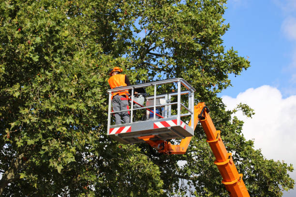 Best Tree Cabling and Bracing  in Hampstead, MD